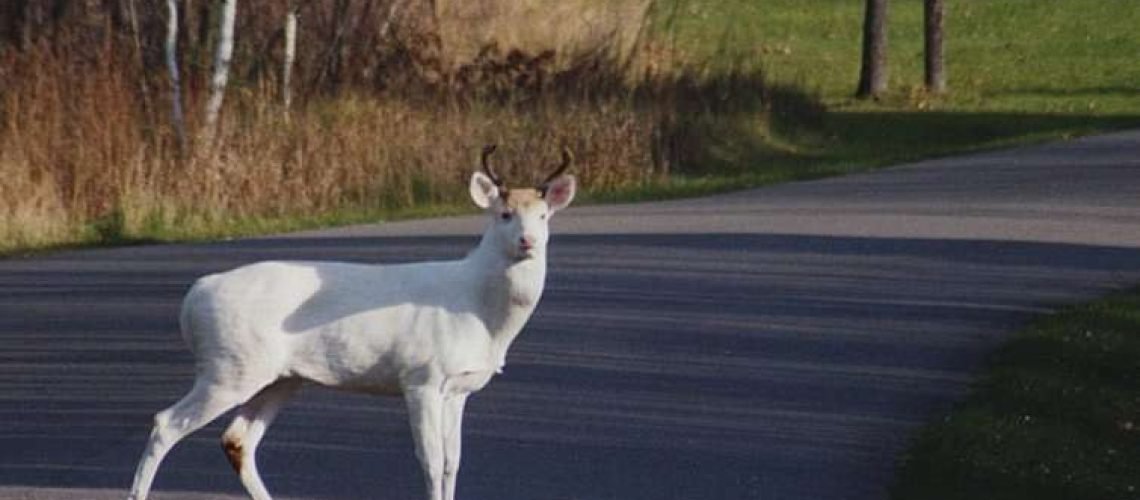 Albino Deer GolfTales RJSmiley