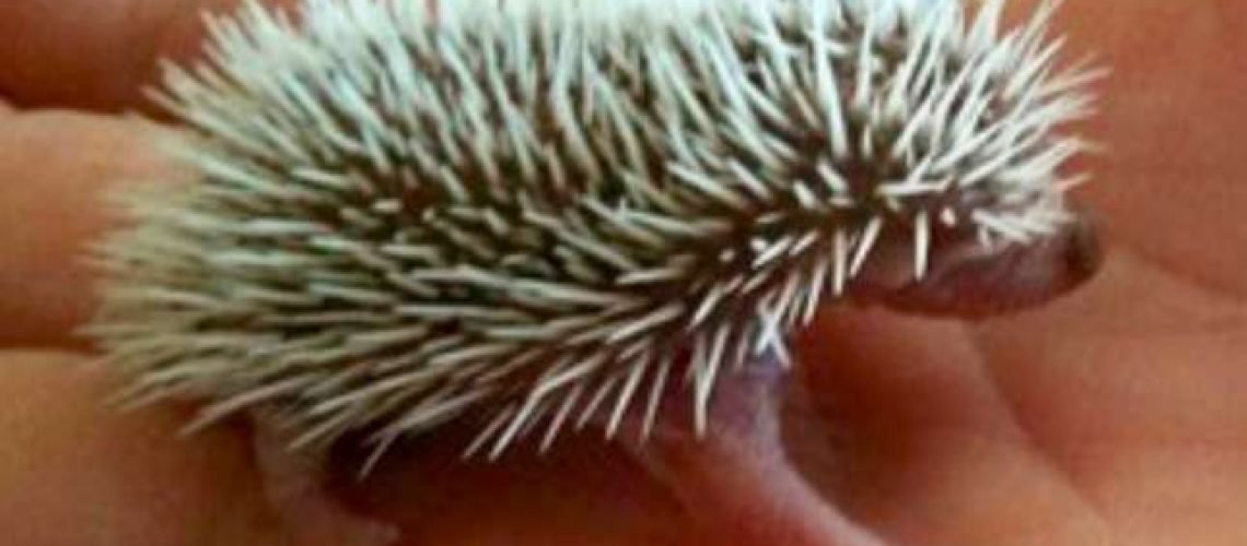 Baby Hedgehog copy