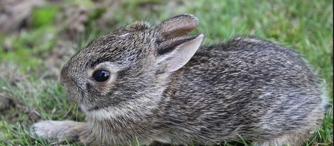 Baby-rabbit GolfTales RJSmiley