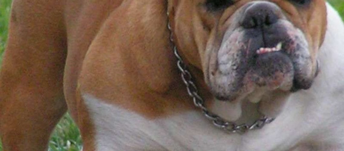 Belligerent Bulldog GolfTales RJSmileu