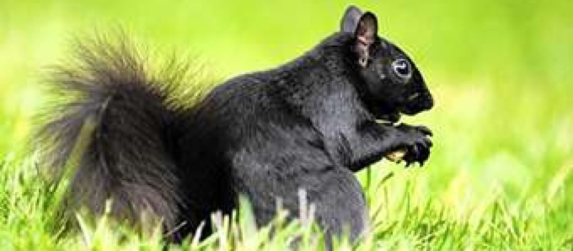 Black-Squirrel GolfTales RJSmiley