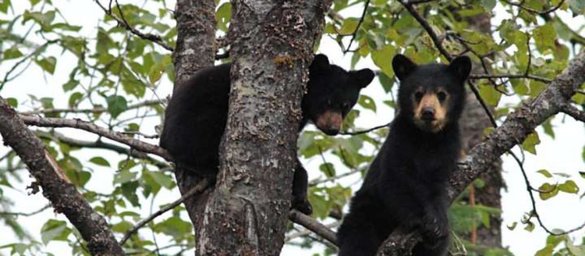 Black bear cubs GolfTales RJSmiley