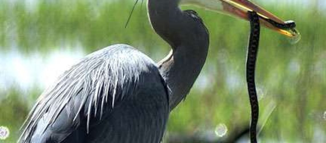 Blue-Heron-with-Cottonmouth GolfTales RJ Smiley