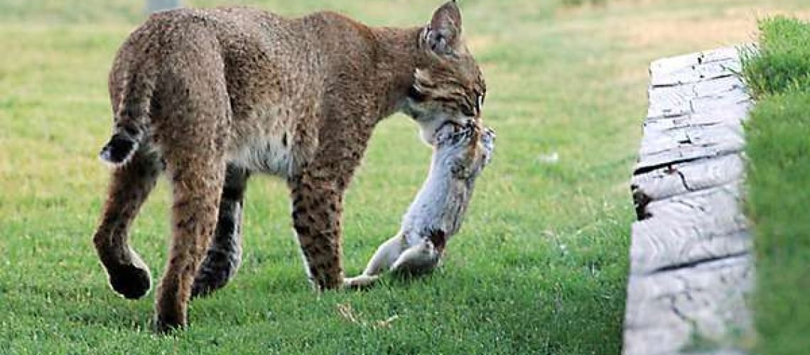 Bobcat Dinner GolfTales RJSmiley