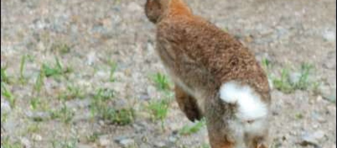 Cottontail GolfTales RJSmiley