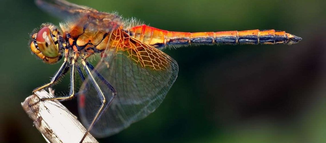 Dragonfly GolfTales RJSmiley