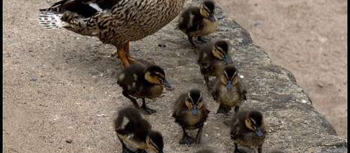 Ducks in Melbourne GolfTales RJSmiley