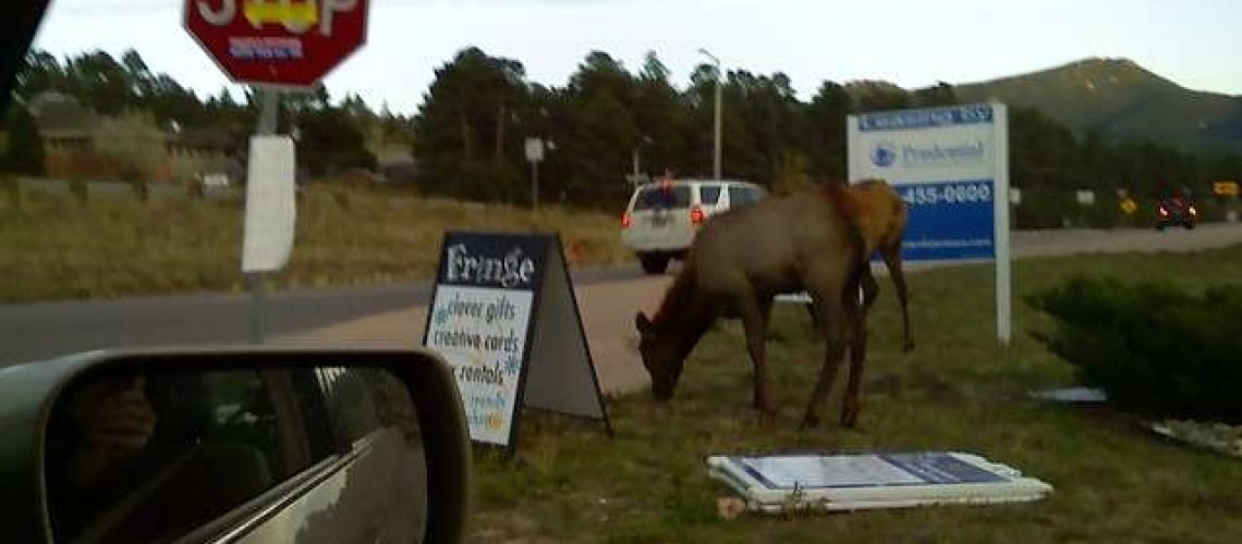 Elk in Evergreen GolfTales RJSmiley
