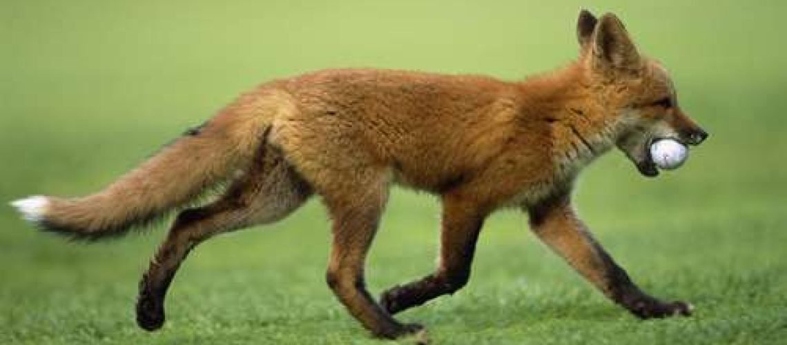 Red Fox Pilfers Golf Ball @ Golf Course Anchorage AK SC Summer Elmendorf Air Base