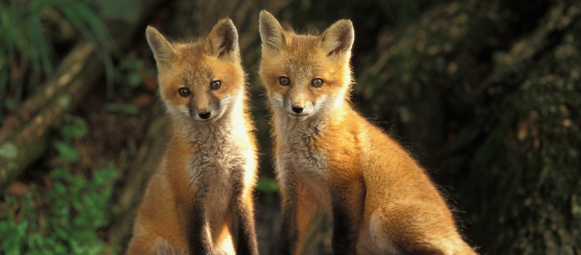 Fox pups GolfTales RJSmiley