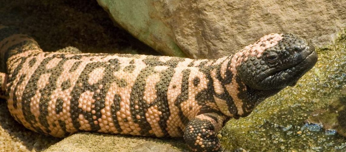 Gila monster GolfTales RJSmiley