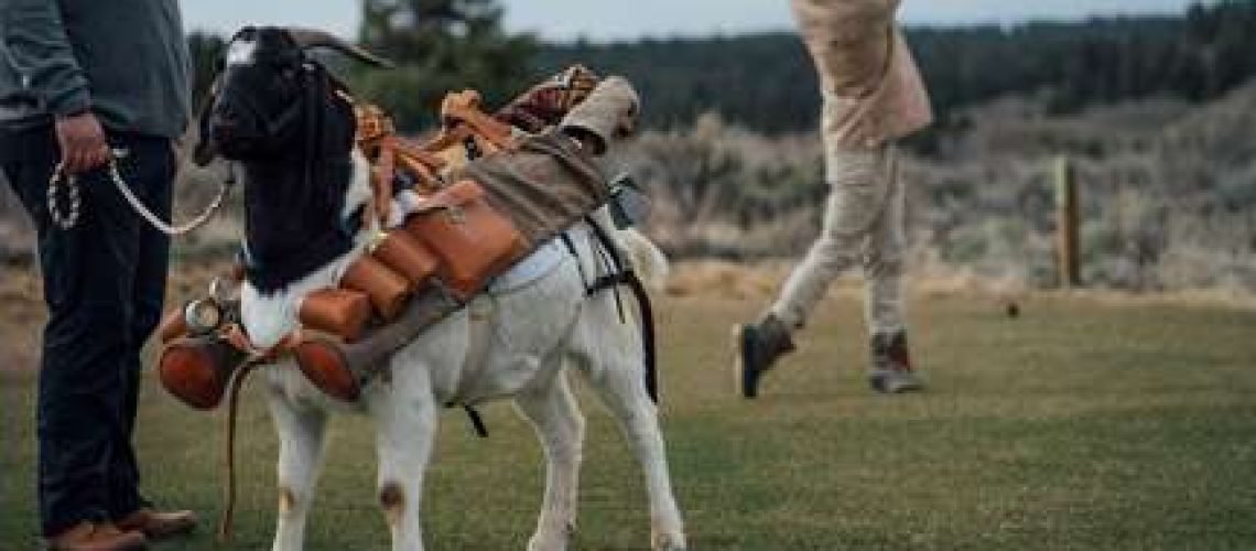 Goat-as-golf-caddy