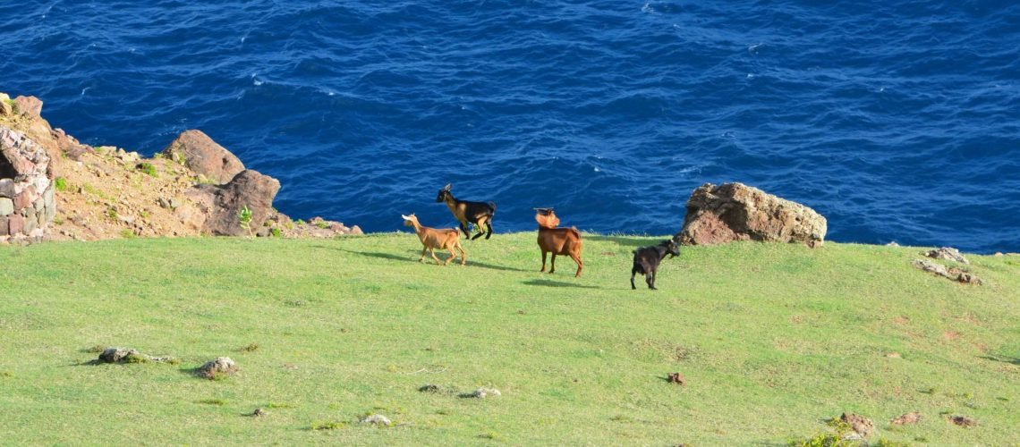 Goats on Saba GolfTales RJSmiley