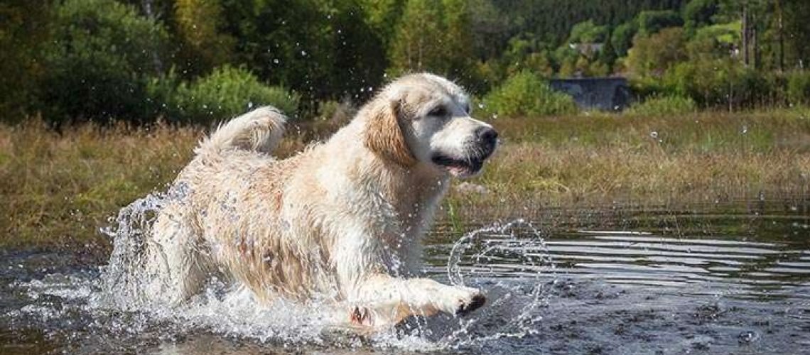 Golden Retriver GolfTales RJSmiley