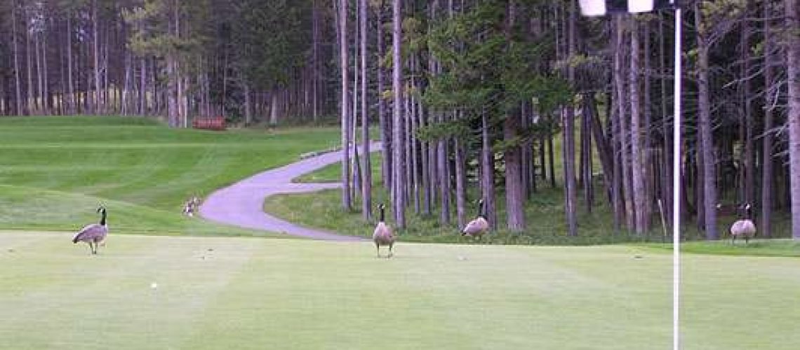 Goose eats ball GolfTales RJSmiley