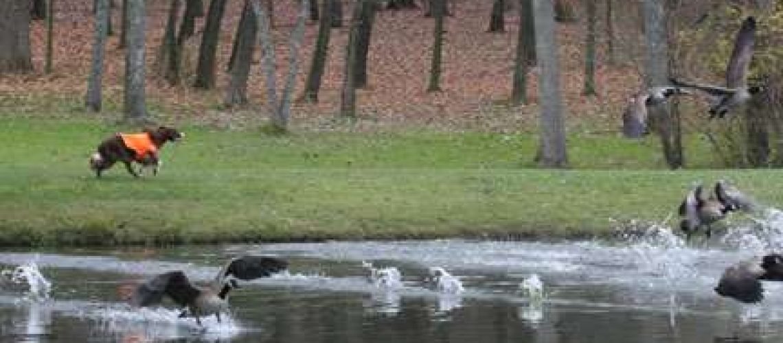 Goose putter GolfTales RJSmiley