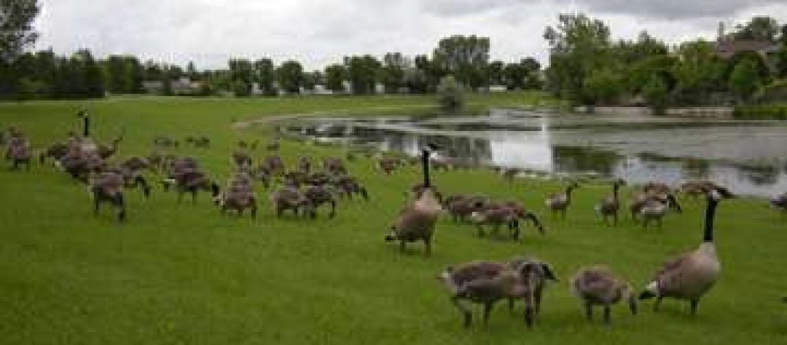 Gosling War