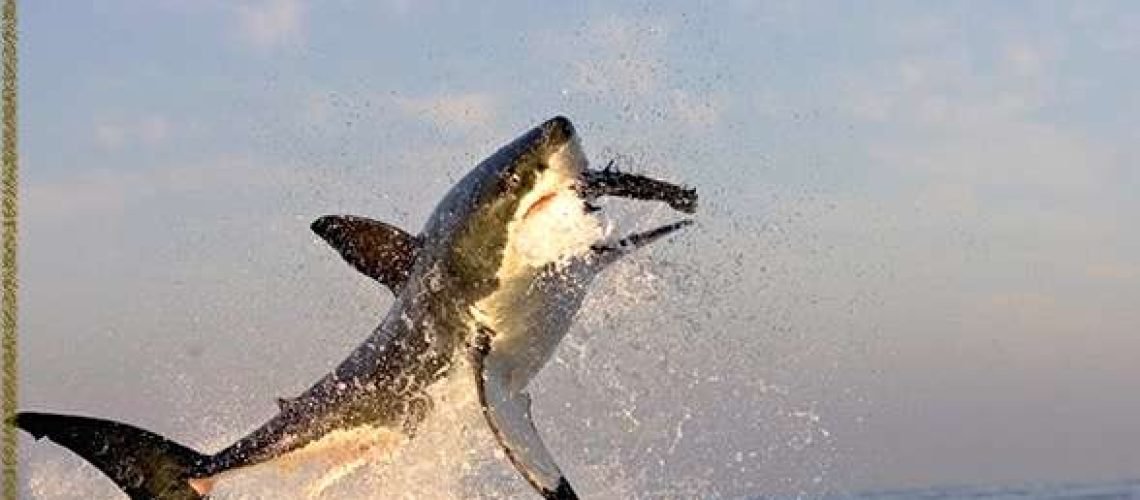 Great White Shark GolfTales RJSmiley