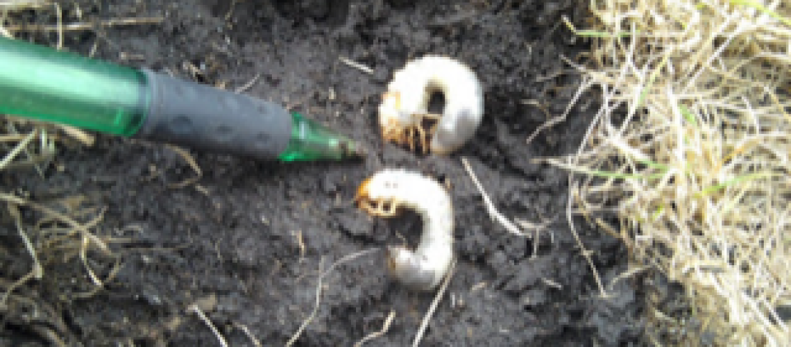 Grubs GolfTales RJSmiley