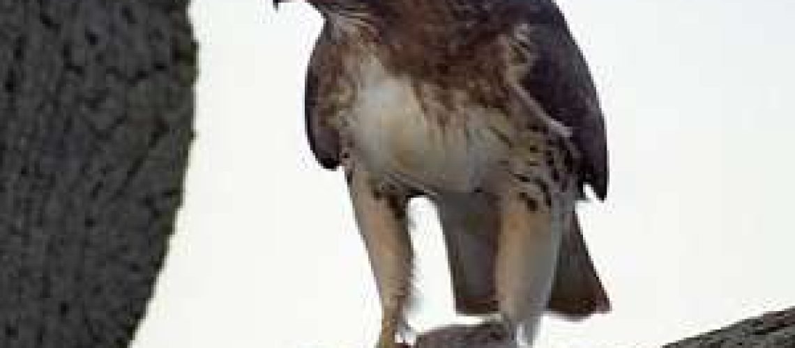 Hawk and the Squirrel