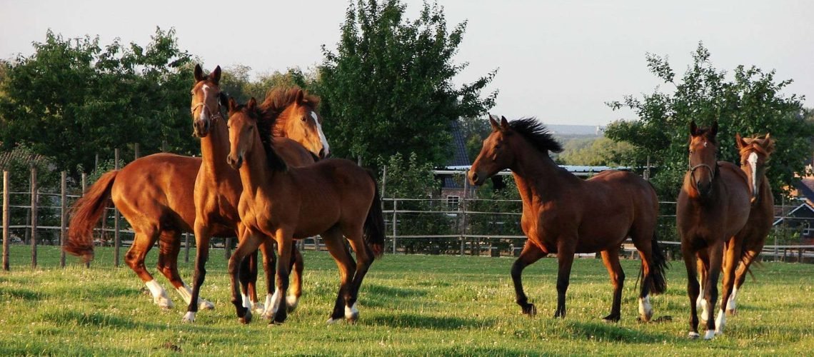 Horses running GolfTales RJSmiley