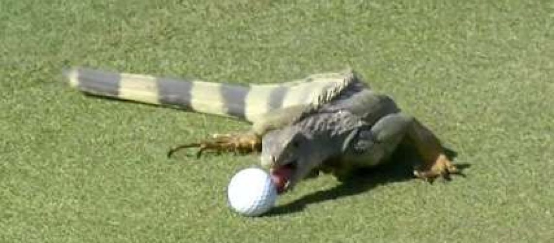 Iguana GolfTales RJSSmiley