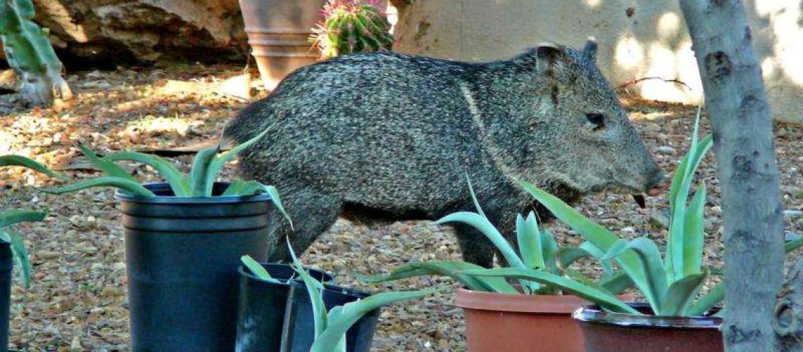 Javelina GolfTales RJSmiley