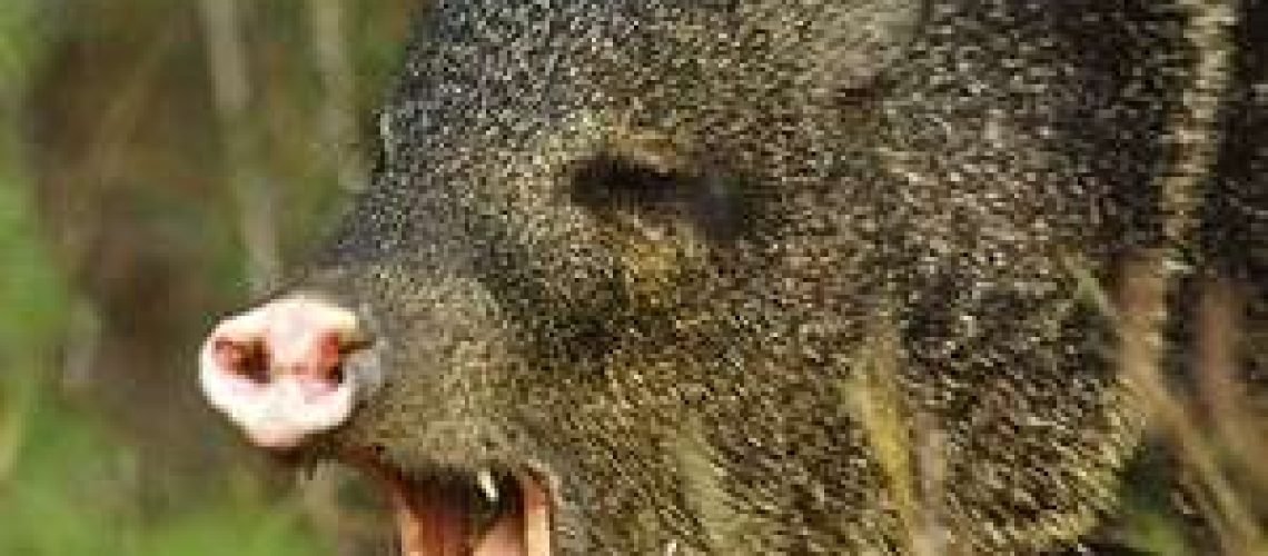 Javelina in Heaven