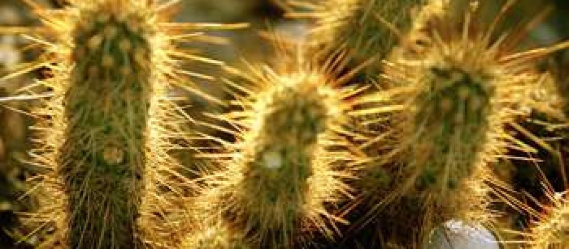 Jumping Cholla with golf ball GolfTales RJSmiley