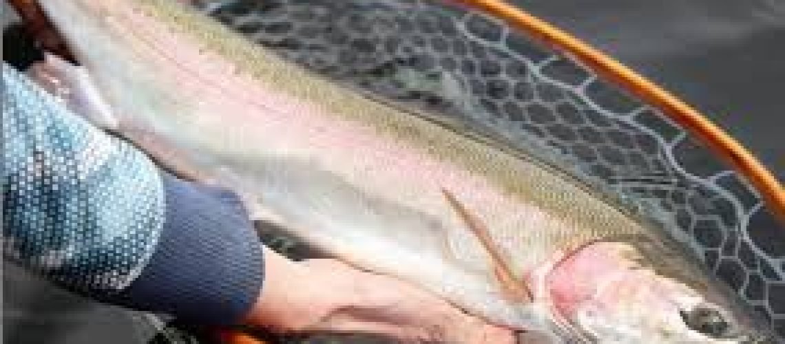 Kamloops Trout Golftales RJSmiley