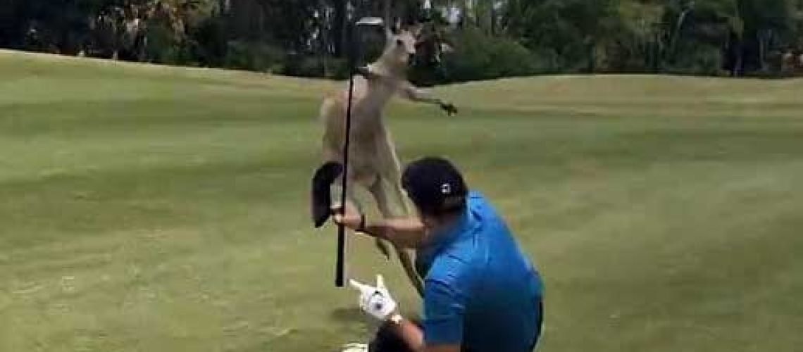 Kangaroo GolfTales RJSmiley
