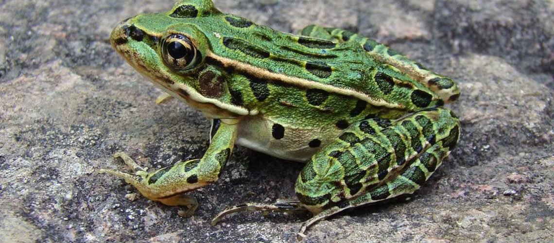 Leopard Frog GolfTales RJSmiley