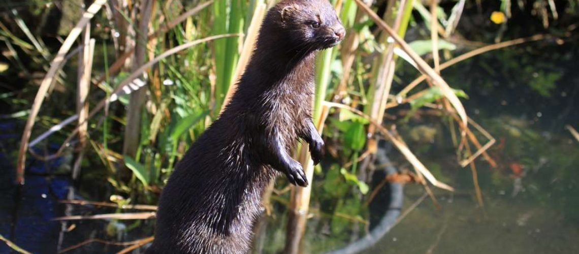 Mink GolfTales RJSmiley