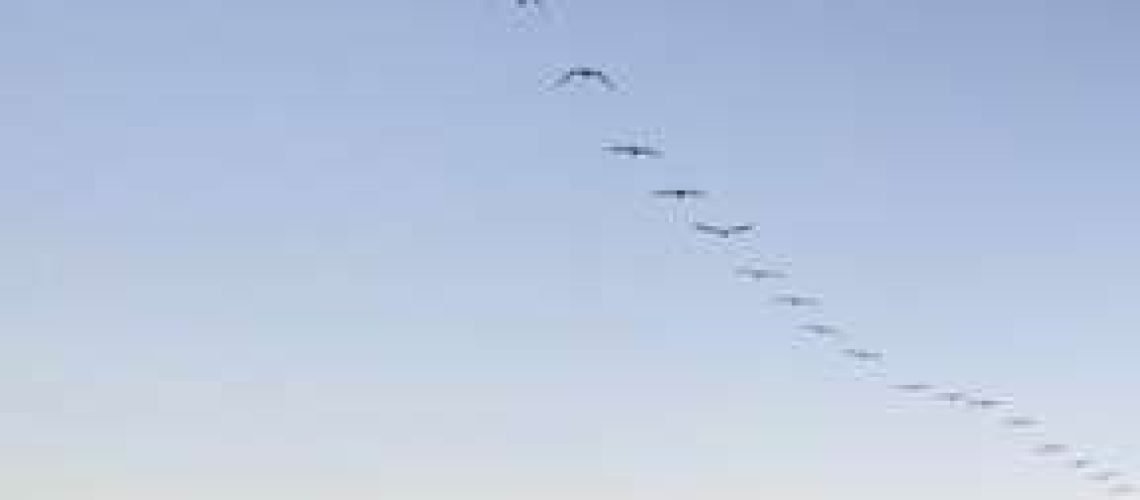 Pelican-flyover-1