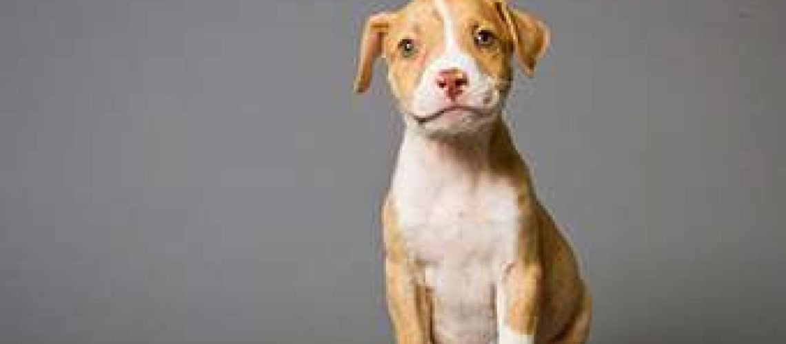 Pit-Bull-puppy GolfTales RJSmiley