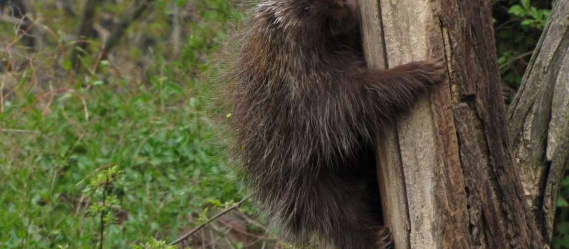 Porcupine GolfTales RJSmiley