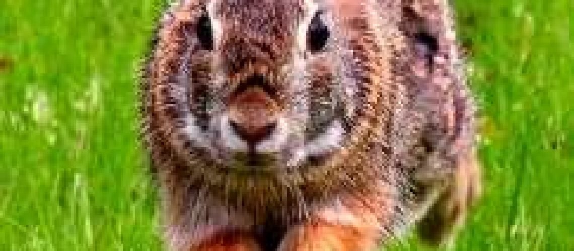 Rabbit GolfTales RJSmiley