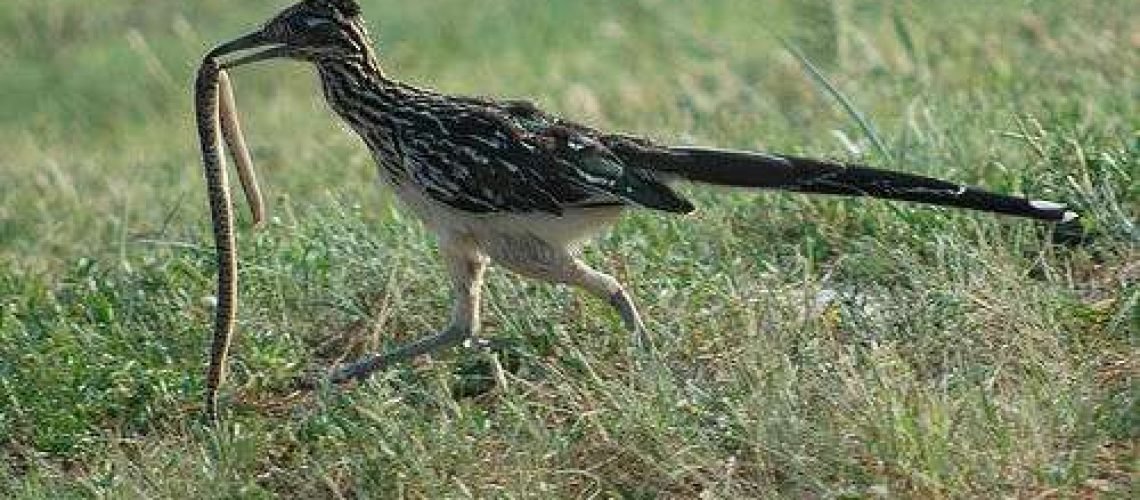 Roadrunner and snake GolfTales RJSmiley