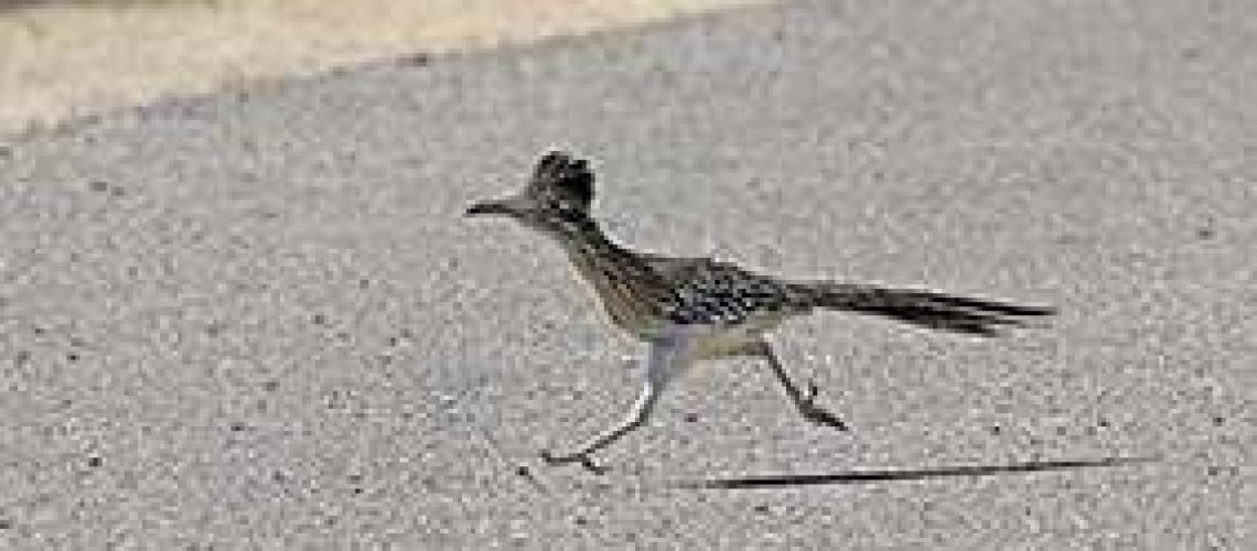 Roadrunner-on-cart-path