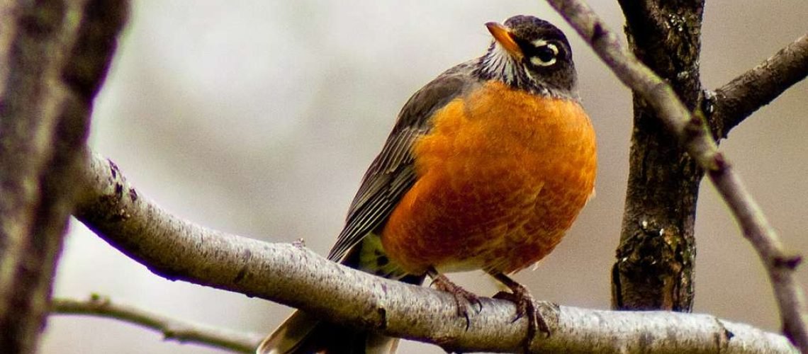 Robin GolfTales RJSmiley