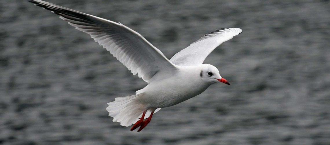 Seagull GolfTales RJSmiley