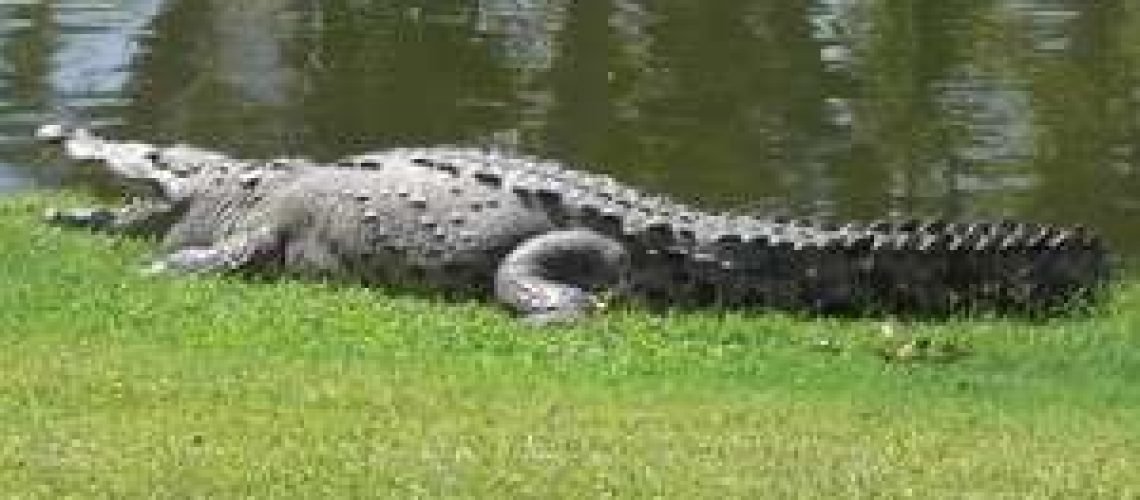 Senor Alligator