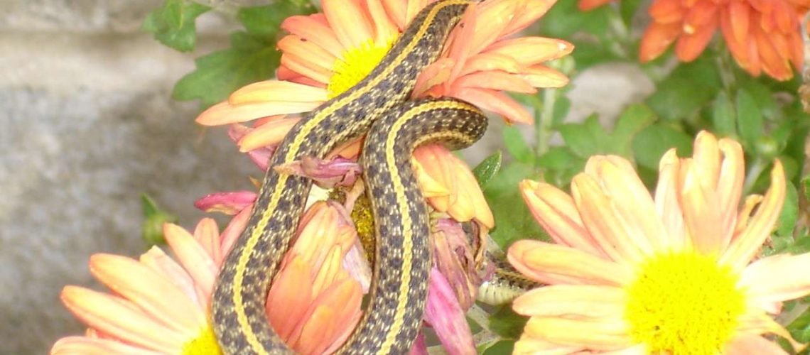 Snake & Daisy 3 GolfTales RJSmileu