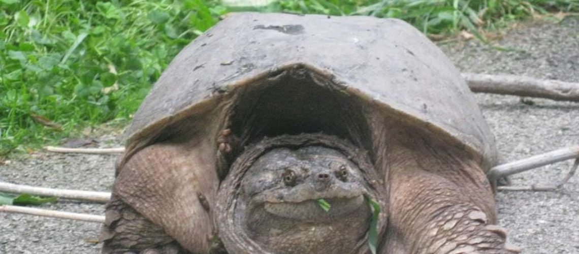 SnappingTurtle 2 GoldTales RJSmiuley