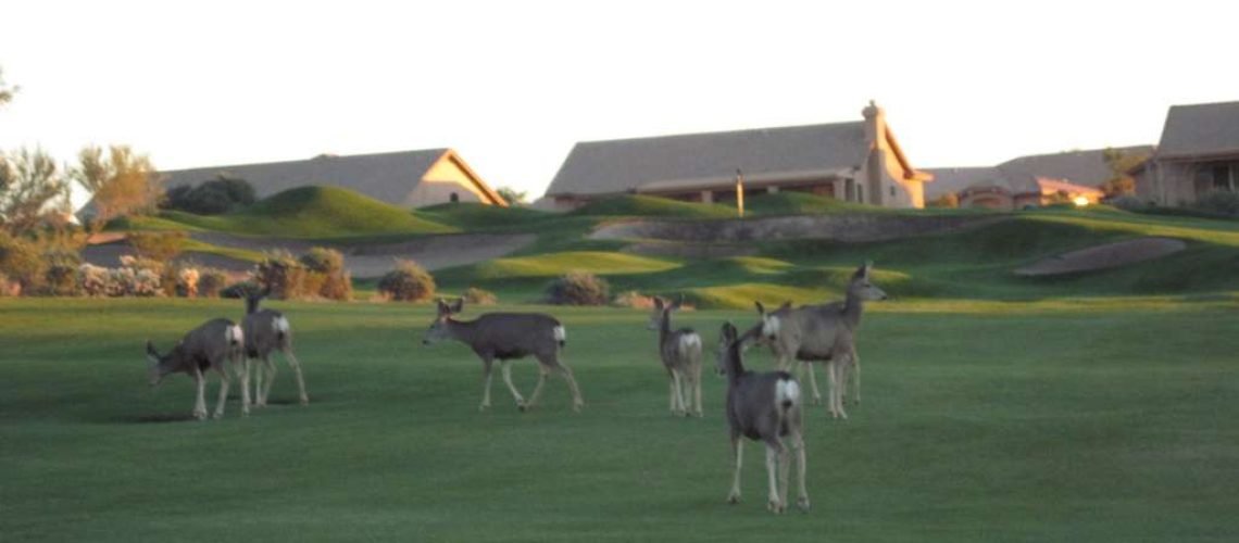 Star Pass Deer GolfTales RJSmiley