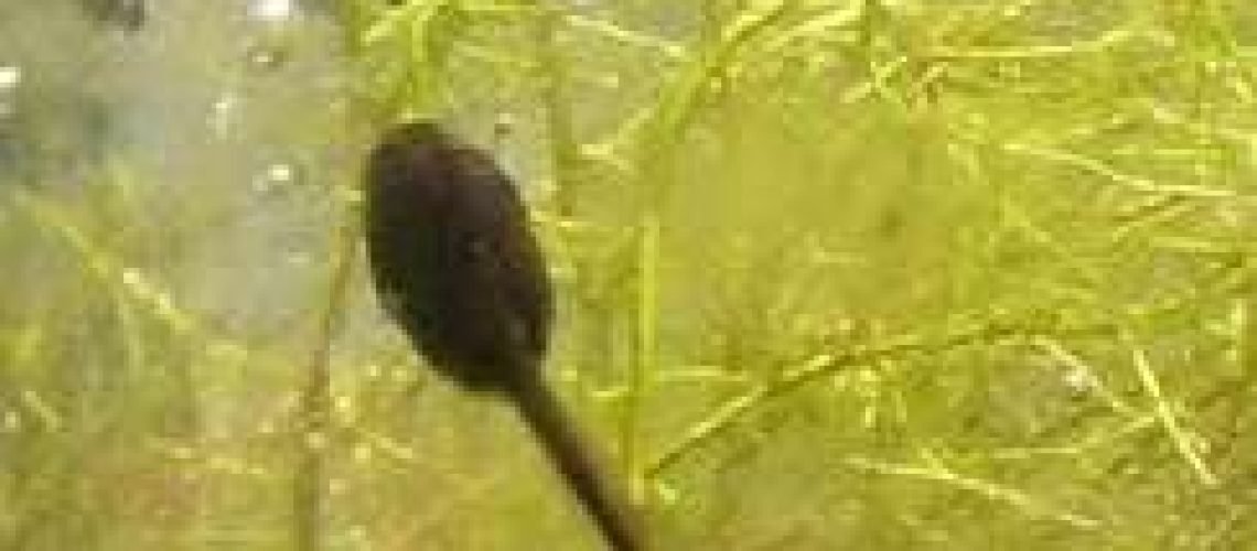 Tadpoles GolfTales RJSmiley