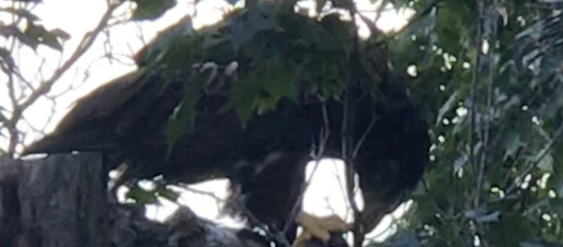 Teenaged Bald Eagle GolfTales RJSmiley