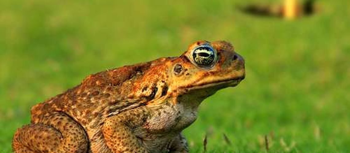 Toad GolfTales RJSmiley