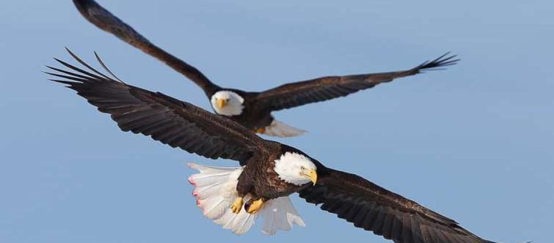 Two bald eagles in flight, wings spread, soaring, aloft.