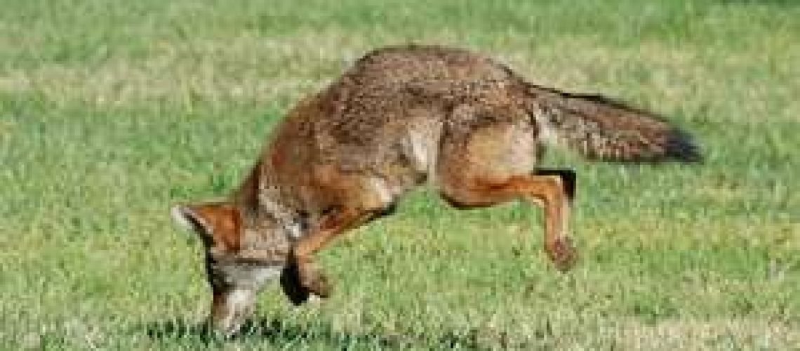 Wile E Coyote GolfTales RJ Smiley